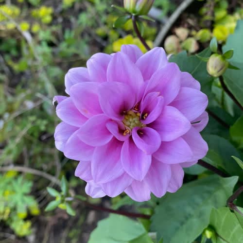 گلعذار جمال وفایی